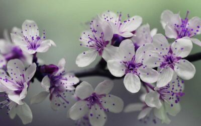 Potential of Stem Cell Therapy for the Neurogenic Bladder