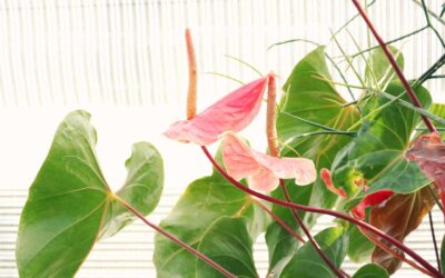 Neurogenic Bladder, I Want to Thrive, Not Just Be